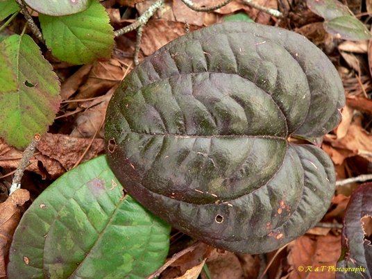 {Smilax pumila}